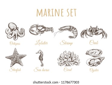 Octopus, starfish, sea horse, oyster, coral, lobster, crab, shrimp skew  illustration. Marine set