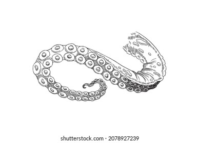 Octopus tentacle, black and white hand drawn sketch isolated on white background. Vector illustration in style of engraving. Curved part of octopus.