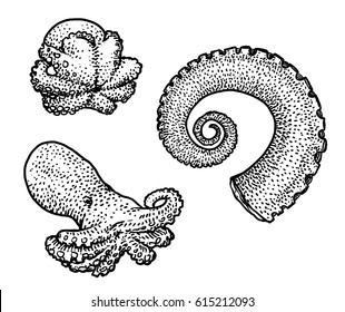 Octopus and tentacle illustration, drawing, engraving, ink, line art, vector