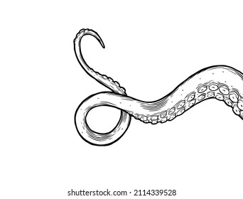 Octopus tentacle reaching upwards, squid-like marine animal body parts protruding from out of frame, cut for food or frame design, cartoon sketch vector illustration. 