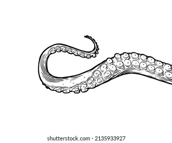 Octopus tentacle reaching upwards, squid-like marine animal body parts protruding from out of frame, cut for food or frame design, cartoon sketch vector illustration. 