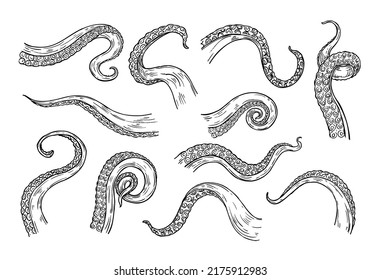 Octopus tentacles engraving. Hand drawn tentacle of underwater squid animal, sketch kraken or Cthulhu arms with sucker rings. Isolated detailed monster feelers, giant aquatic elements