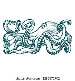 Octopus with tentacles. Hand drawn line art, stock vector illustration, engraving sketch for tattoo, coloring book page