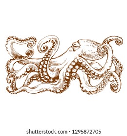 Octopus with tentacles. Hand drawn line art, stock vector illustration, engraving sketch for tattoo, coloring book page