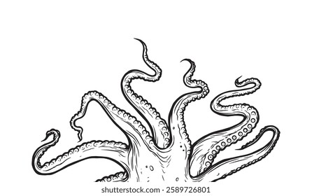 Octopus tentacles reaching upwards, squid-like marine animal body parts protruding from out of frame, cut for food or frame design, cartoon sketch vector illustration. 