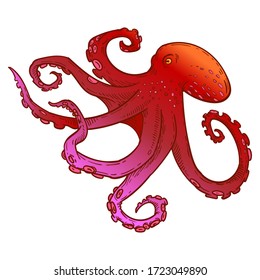 Octopus with tentacles, red squid, colorful hand drawn stock vector illustration isolated on white background