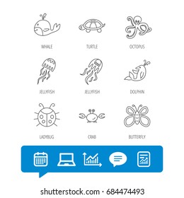 Octopus, turtle and dolphin icons. Jellyfish, whale and ladybug linear signs. Crab, butterfly flat line icons. Report file, Graph chart and Chat speech bubble signs. Laptop and Calendar web icons