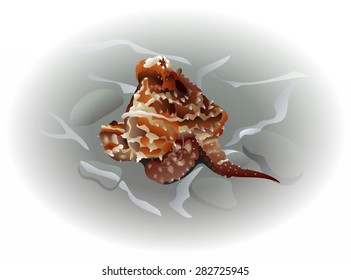 Octopus underwater