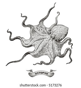 octopus vector