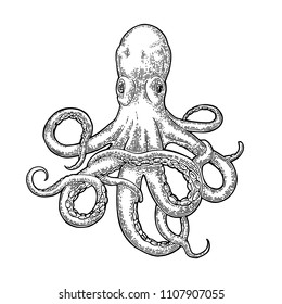 Octopus. Vector black engraving vintage illustrations. Isolated on white background.
