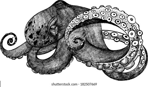 octopus vector ,octopus vector octopus vector vector cuttlefish, invertebrates, vector