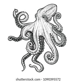 Octopus vector illustration. Black and white engraving.