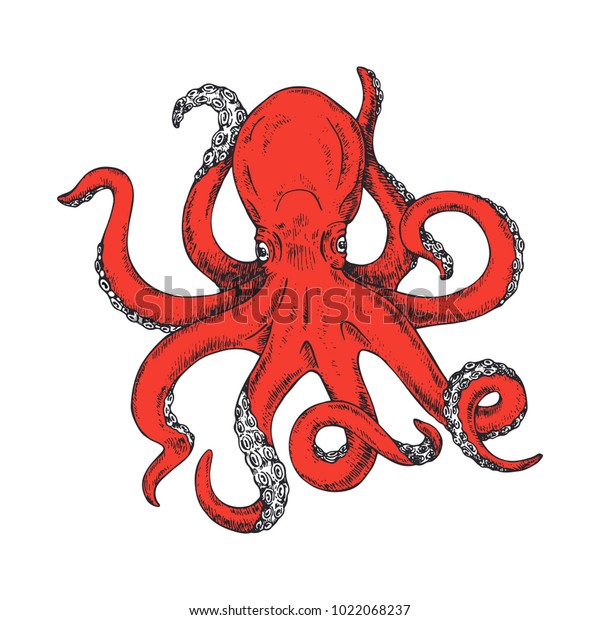 Octopus.\
Vector illustration of colored octopus hand drawn, vintage. Kraken\
Tattoo or print for t-shirt, poster or logo. Gigantic octopus\
vector ink sketch. Isolated on white\
background