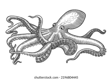 Octopus vector Illustration with Engraving style