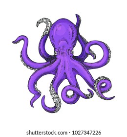 Octopus Vector Illustration. Octopus marine shirt print. Kraken Tattoo or print for t-shirt, poster or logo. Gigantic octopus vector ink sketch. 