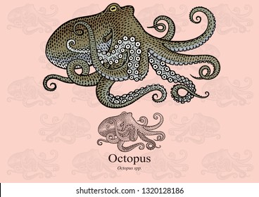 Octopus. Vector illustration with refined details and optimized stroke that allows the image to be used in small sizes (in packaging design, decoration, educational graphics, etc.)