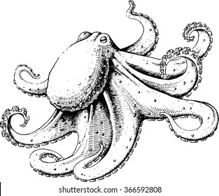 Octopus, vector illustration, sketch. EPS 10, AI, JPEG