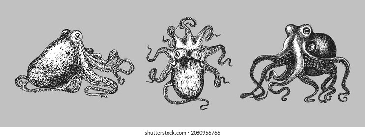Octopus, vintage illustrations. Mollusk sketches set in vector. Drawings in engraving style.