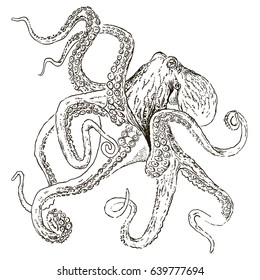 octopus vintage on white isolated, hand drawn illustration