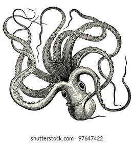 Octopus (octopus vulgaris) - vintage engraved illustration - "Dictionnaire encyclopÃ?Â©dique universel illustrÃ?Â©" By Jules Trousset - 1891 Paris