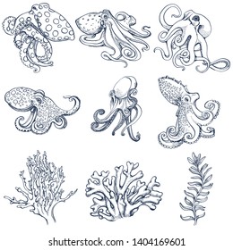 octopuses and algae vector set,hand drawing