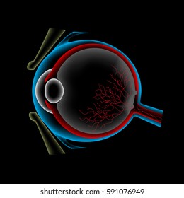 Ocular ultrasound, eye anatomy scan