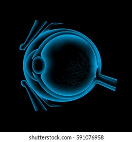 Ocular ultrasound, eye anatomy scan