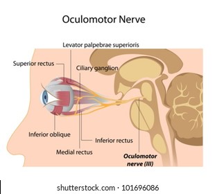 The Oculomotor nerve