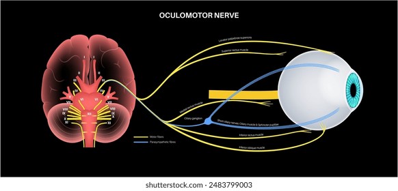 Oculomotor nerve in human brain, eye anatomy. Cranial nerves poster, motor and parasympathetic fibers. Movement and coordinate eye position. Vestibulo ocular and optokinetic reflex vector illustration