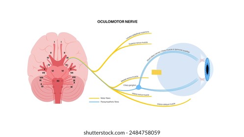 Oculomotor nerve in human brain, eye anatomy. Cranial nerves poster, motor and parasympathetic fibers. Movement and coordinate eye position. Vestibulo ocular and optokinetic reflex vector illustration