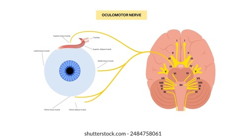 Oculomotor nerve in human brain, eye anatomy. Cranial nerves poster, motor and parasympathetic fibers. Movement and coordinate eye position. Vestibulo ocular and optokinetic reflex vector illustration