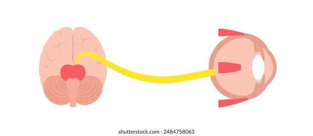 Oculomotor nerve in human brain, eye anatomy. Cranial nerves poster, motor and parasympathetic fibers. Movement and coordinate eye position. Vestibulo ocular and optokinetic reflex vector illustration