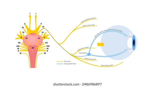 Oculomotor nerve in human brain, eye anatomy. Cranial nerves poster, motor and parasympathetic fibers. Movement and coordinate eye position. Vestibulo ocular and optokinetic reflex vector illustration