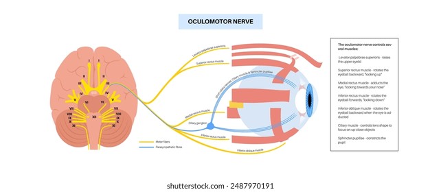 Oculomotor nerve in human brain, eye anatomy. Cranial nerves poster, motor and parasympathetic fibers. Movement and coordinate eye position. Vestibulo ocular and optokinetic reflex vector illustration