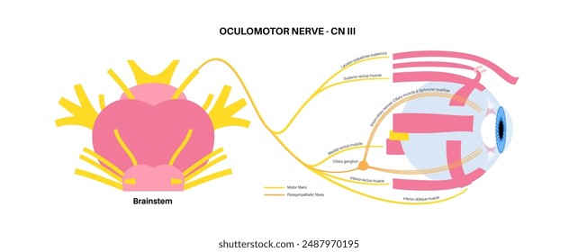 Oculomotor nerve in human brain, eye anatomy. Cranial nerves poster, motor and parasympathetic fibers. Movement and coordinate eye position. Vestibulo ocular and optokinetic reflex vector illustration