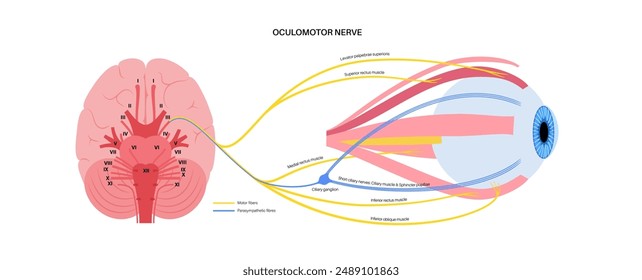 Oculomotor nerve in human brain, eye anatomy. Cranial nerves poster, motor and parasympathetic fibers. Movement and coordinate eye position. Vestibulo ocular and optokinetic reflex vector illustration