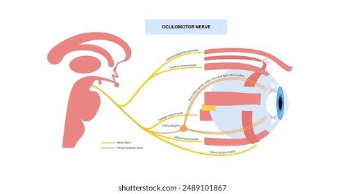 Oculomotor nerve in human brain, eye anatomy. Cranial nerves poster, motor and parasympathetic fibers. Movement and coordinate eye position. Vestibulo ocular and optokinetic reflex vector illustration