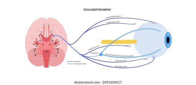 Oculomotor nerve in human brain, eye anatomy. Cranial nerves poster, motor and parasympathetic fibers. Movement and coordinate eye position. Vestibulo ocular and optokinetic reflex vector illustration