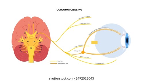 Oculomotor nerve in human brain, eye anatomy. Cranial nerves poster, motor and parasympathetic fibers. Movement and coordinate eye position. Vestibulo ocular and optokinetic reflex vector illustration