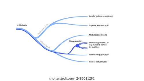 Oculomotor nerve in human brain. Superior and inferior branches. Motor and parasympathetic fibers. Movement and coordinate eye position. Vestibulo ocular and optokinetic reflex vector illustration