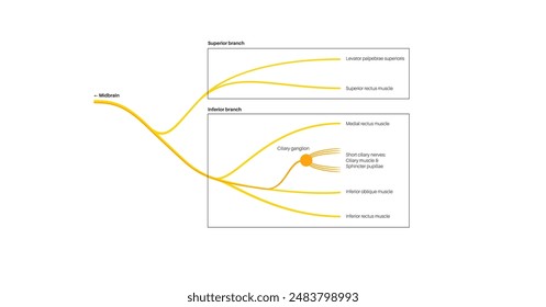 Oculomotor nerve in human brain. Superior and inferior branches. Motor and parasympathetic fibers. Movement and coordinate eye position. Vestibulo ocular and optokinetic reflex vector illustration