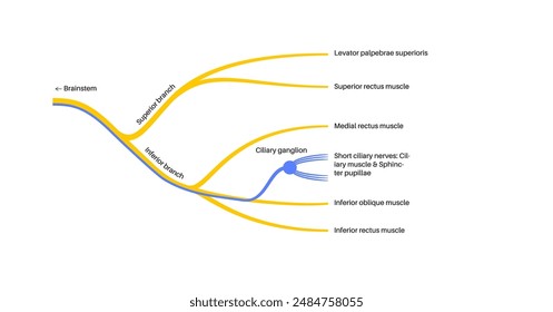 Oculomotor nerve in human brain. Superior and inferior branches. Motor and parasympathetic fibers. Movement and coordinate eye position. Vestibulo ocular and optokinetic reflex vector illustration