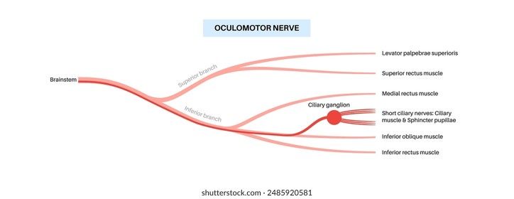 Oculomotor nerve in human brain. Superior and inferior branches. Motor and parasympathetic fibers. Movement and coordinate eye position. Vestibulo ocular and optokinetic reflex vector illustration