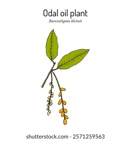 Odal oil plant (Sarcostigma kleinii), edible and medicinal liana. Hand drawn botanical vector illustration