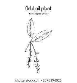 Odal oil plant (Sarcostigma kleinii), edible and medicinal liana. Hand drawn botanical vector illustration