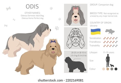 Odis dog clipart. Different poses, coat colors set.  Vector illustration