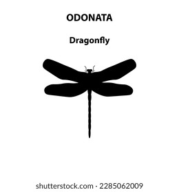 Insectos de libélula de Odonata para estudio científico