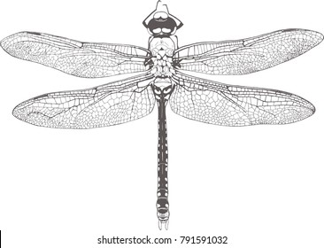 Odonata dragonfly line drawing illustration