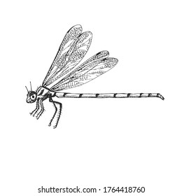 Odonata Insect bug beetle in vintage old hand drawn style engraved illustration woodcut.