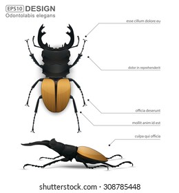 Odontolabis elegans beetle infographic,vector
